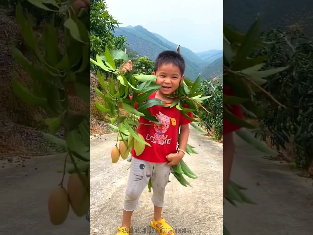 Harvesting tasty mango 🥭 🥭 on our farm | Yummy green mango fruit #shorts #mango #youtubeshorts