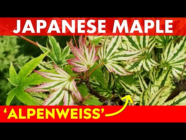 Japanese Maple Tree Highlight: Acer palmatum 'Alpenweiss'