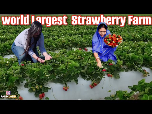 Strawberry harvesting and processing: Grow and Pick Billions of Strawberries this way