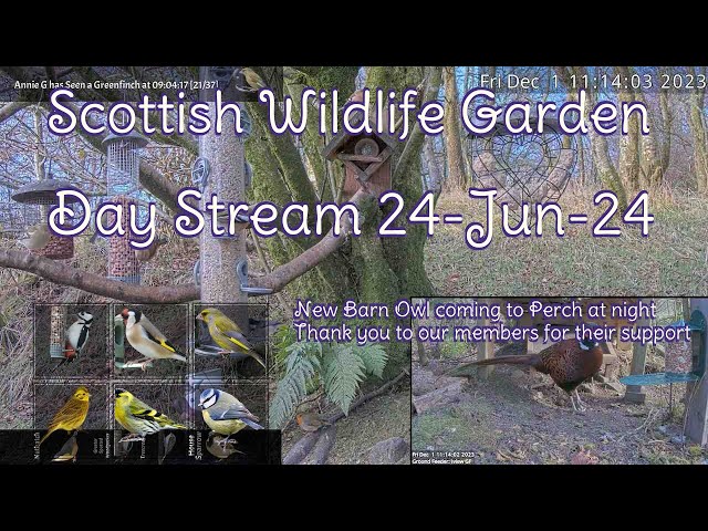 Day Stream June 24th 2024 | Bird Feeders, Wildlife Cameras Scotland UK from SWG