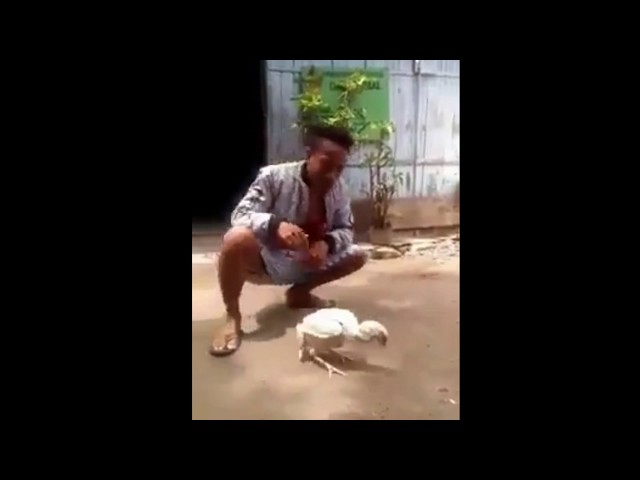 Funny videos just for laugh 2018