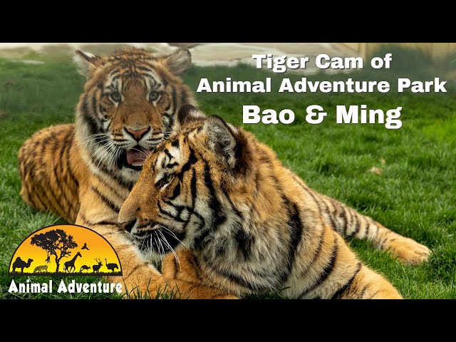 Tiger Cam of Animal Adventure: Bao & Ming