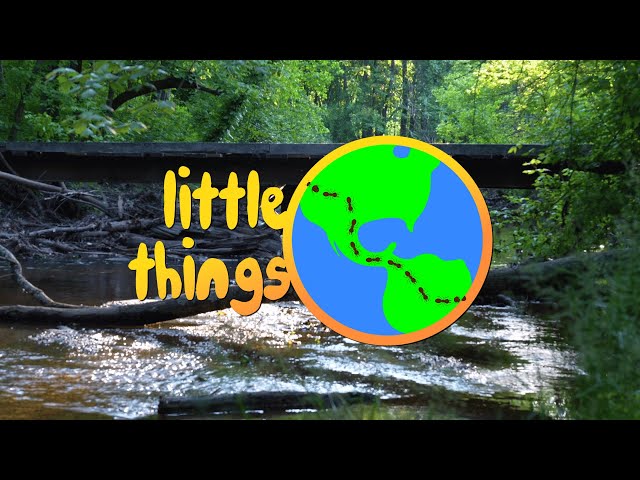 Little Things - Short Documentary Following Entomologist Dr. Christy Beal