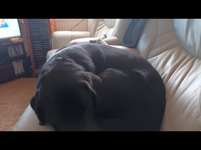 NIKKI BLACK  LABRADOR SERIES  TWO  EPISODE SIXTY  SIX     AT TWELVE MONTH'S  OLD  WITH DEBBIE & ANDR