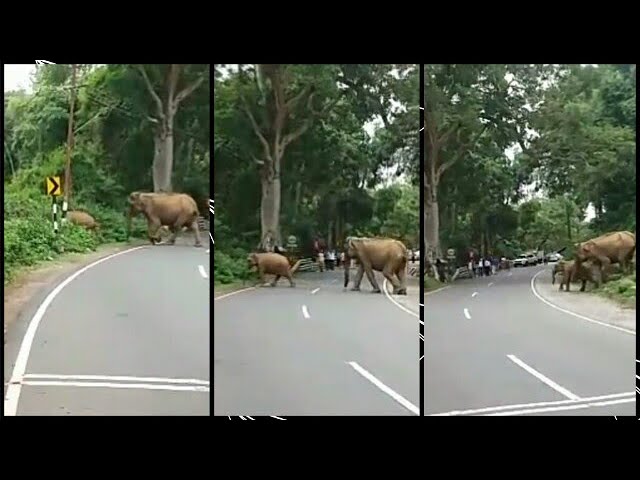 Elephant road crossing at KOTAGIRI to METTUPALAYAM main road | NEW VIEW