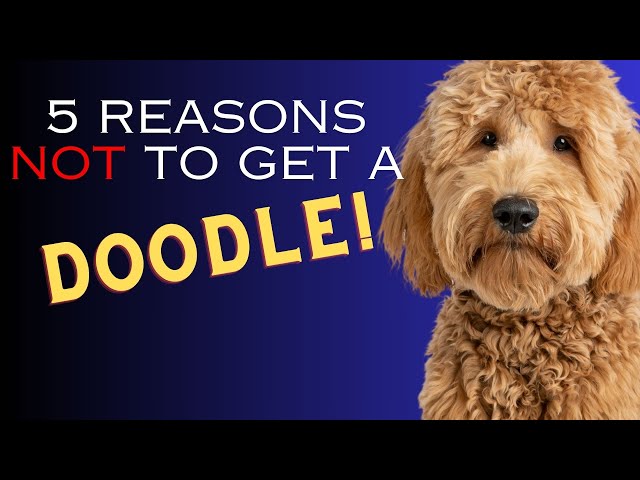 5 Reasons NOT to Get a DOODLE or Designer Dog - Dogs 101