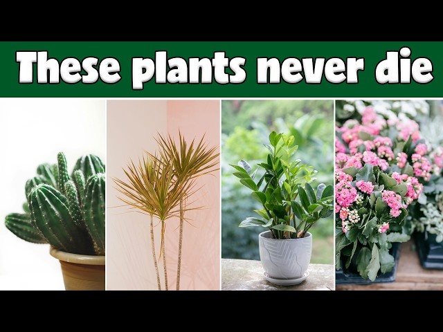 What are the best low water indoor plants? | Don't water these plants for a month!
