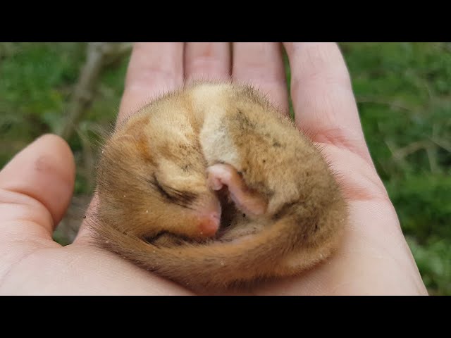 Finding the Notoriously Shy Dormouse | 24 Hours With | BBC Earth