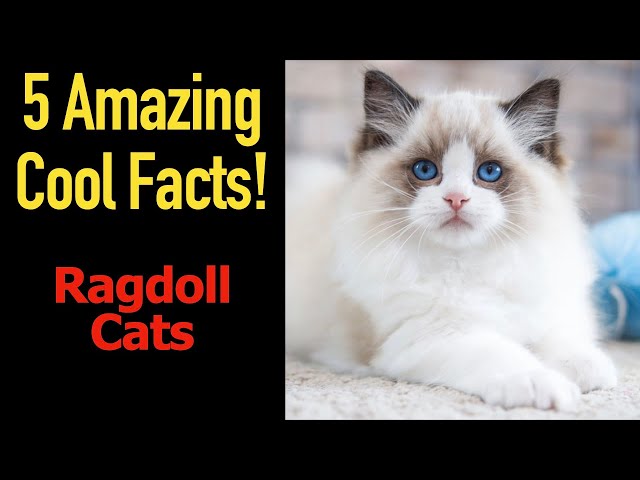 5 Fascinating Facts About Ragdoll Cats