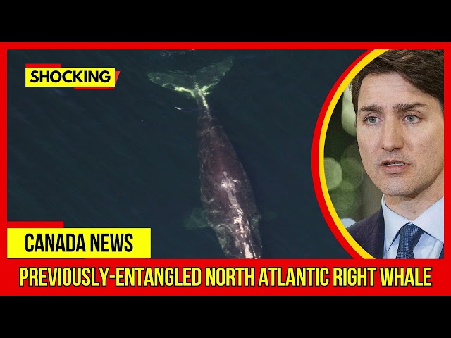 SHOCKING.. Previously entangled North Atlantic right whale Latest Canada News At CTV News