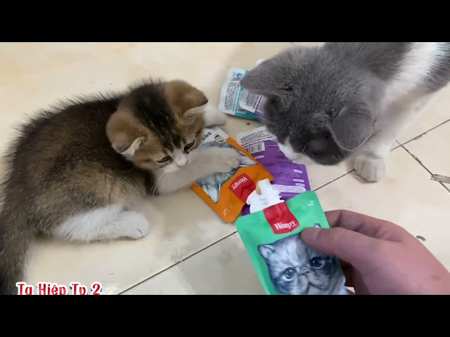 ThỬ bé mèo có món quà xem mèo phản ứng thế nào/P57