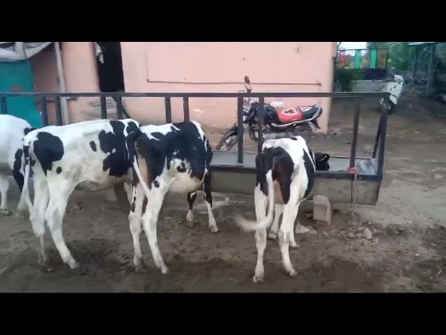 Future of Farming: How Tech is Revolutionizing Dairy  #youtubeislife #subscriber #viral