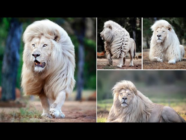 GREY HAIR LION VS WHITE HAIR LION🦁 | WHAT IF WE LEAVE ANIMALS IN ZERO GRAVITY