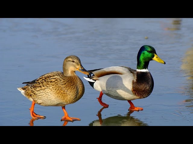 Mallard Duck: What You Need to Know About This Bird