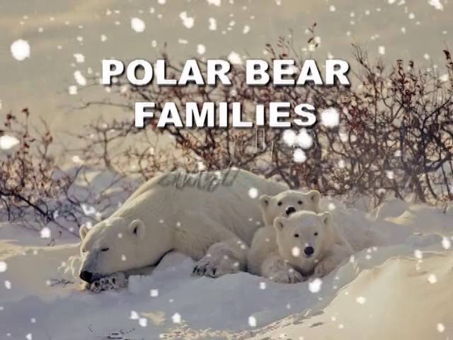 Fun Facts About Polar Bears
