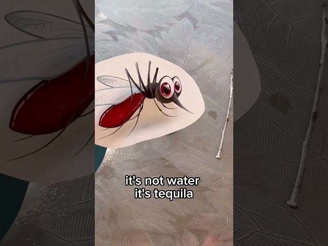 You will thank me for this! 🦟 #flytrap #mosquito #diy #fypviralシ #funnyreelsvideo