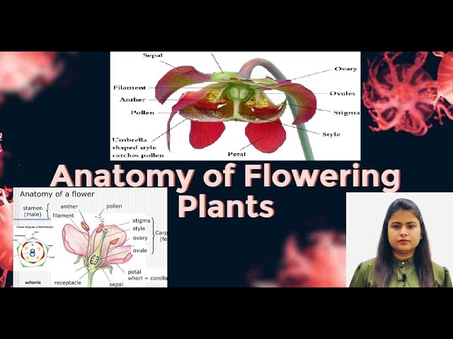 Anatomy of Flowering Plants Introduction by Sneha mam