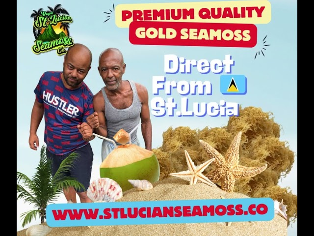 Uncover the Best Source for Fresh Seamoss in St. Lucia