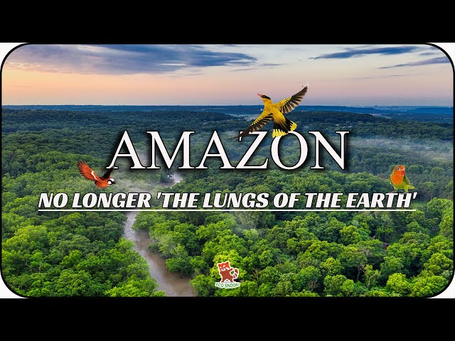 This is why The Amazon Rainforest now releasing more carbon than it absorbs