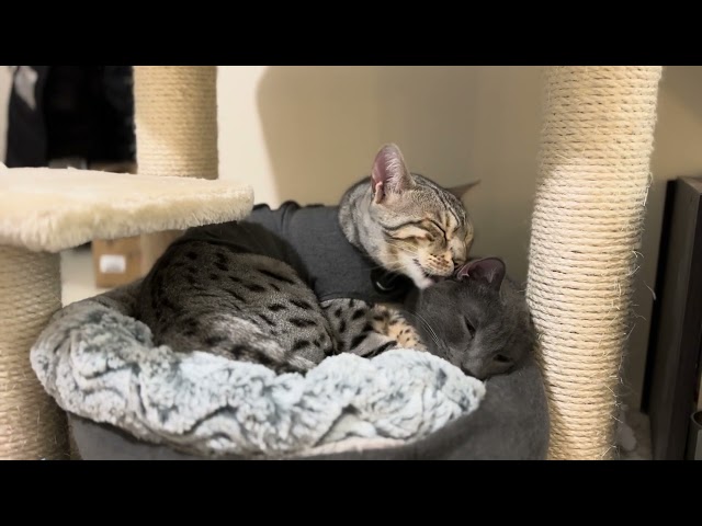 Do Bengal and Russian Blue Cats Get Along?