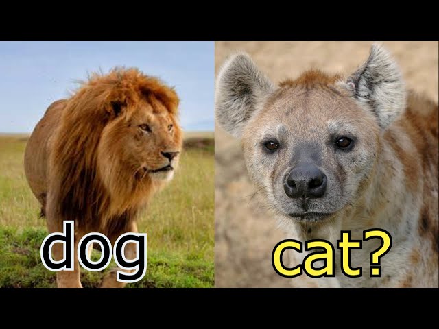 Is the hyena a cat and the lion a dog?