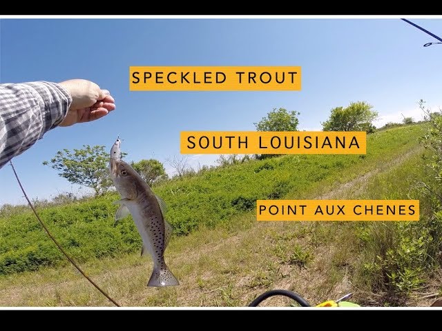 Bank Fishing south Louisiana Point Aux Chenes. This bayou was thick with Speckled Trout
