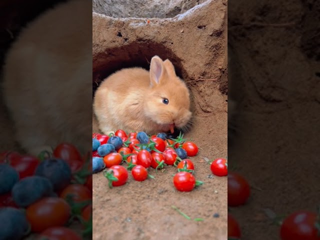 Rabbit #animallover #youtubeshorts