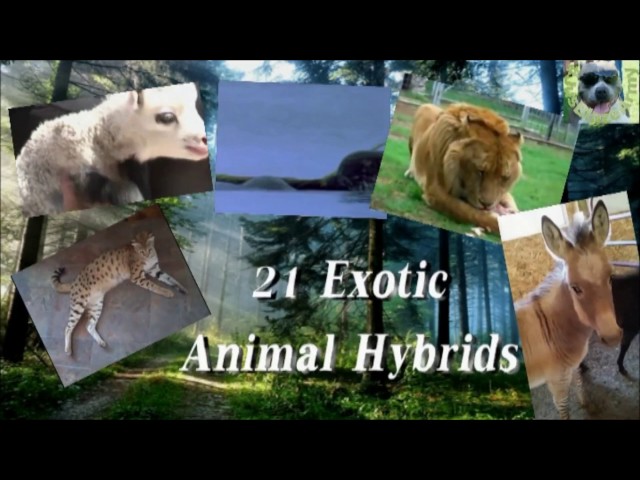 ★ 21 Exotic Hybrid Animals ★