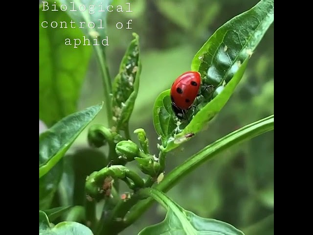 lady bird beetle feed aphid
