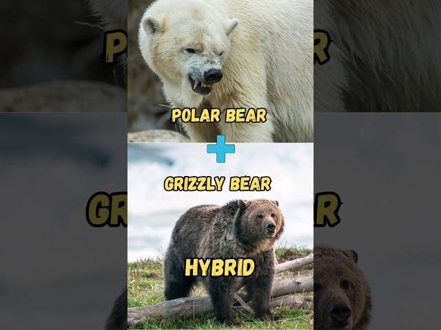 What happens when a Grizzly bear and Polar Bear have a baby? #shorts #bears