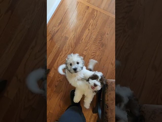 Puppy Love: Two Furry Friends Can't Contain Their Joy 💖 🥰