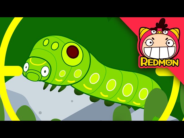 Swallowtail Butterfly Caterpillar | Insect Rescue Team | Cartoons for kids | REDMON