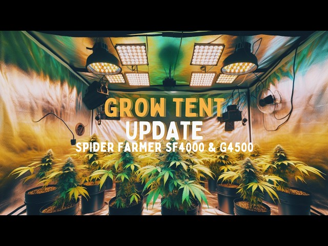 First Grow Tent Update: 11 Cannabis Plants in a 5x5! | Spider Farmer SF4000 & G4500