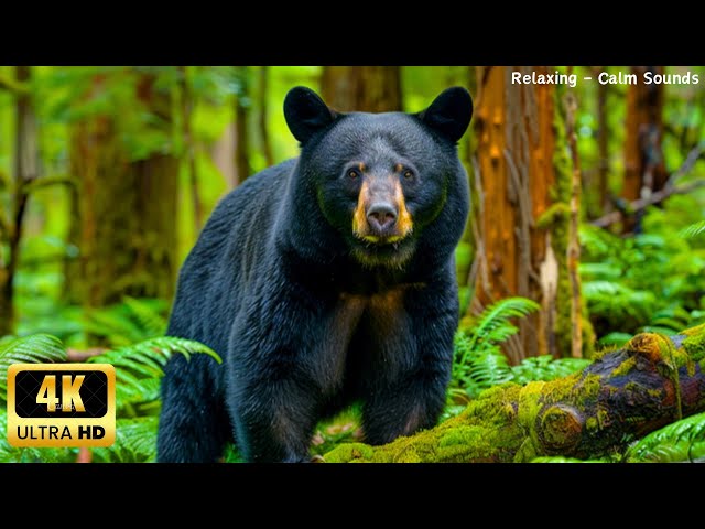 Cute Baby Animals 4k🌿Wild Animals With Relaxing Music 🌿 Relaxing Music Heals The Heart And Soul