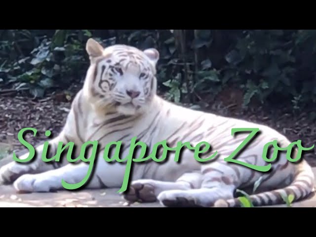 Singapore Zoo Animals