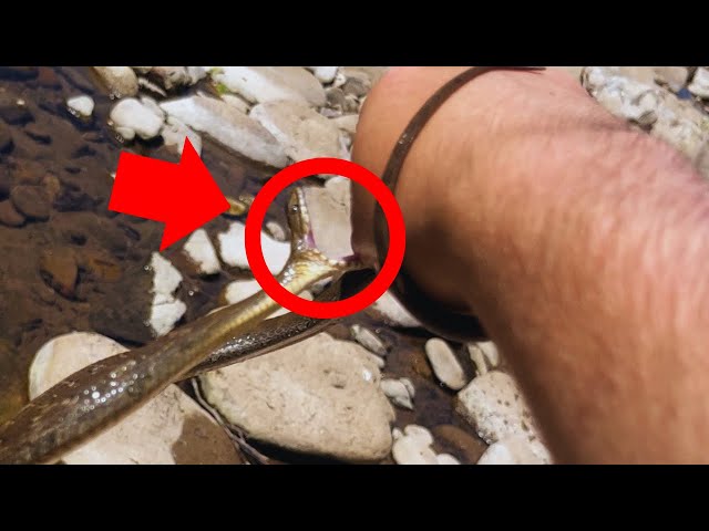 Catching Snakes Until One Bites Me