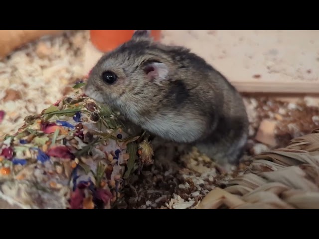 Entdecke Hamsterinfo: Tipps zur Hamsterhaltung, süße Videos & DIYs! 🐹📚🍪