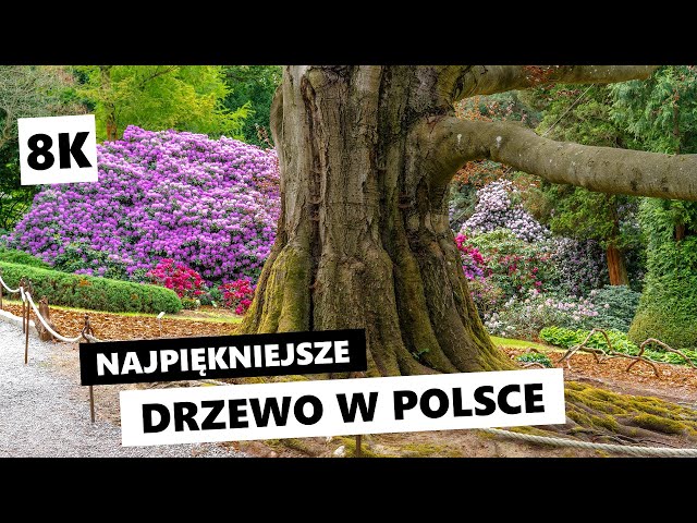 Drzewo Roku 2024. Najpiękniejsze drzewo w Polsce [8K]