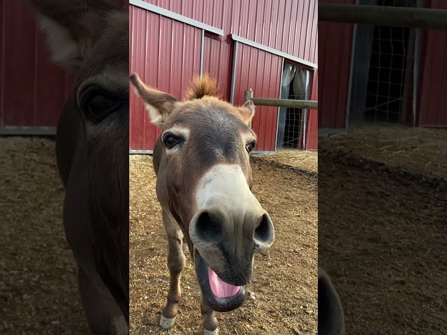 This donkey has something to say!!