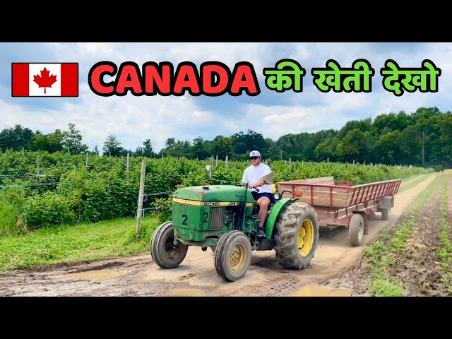 कनाडा में खेती 😳🇨🇦 Canada farming |  Downey's Farm Market | Canadian Vlogger | Vlog 16