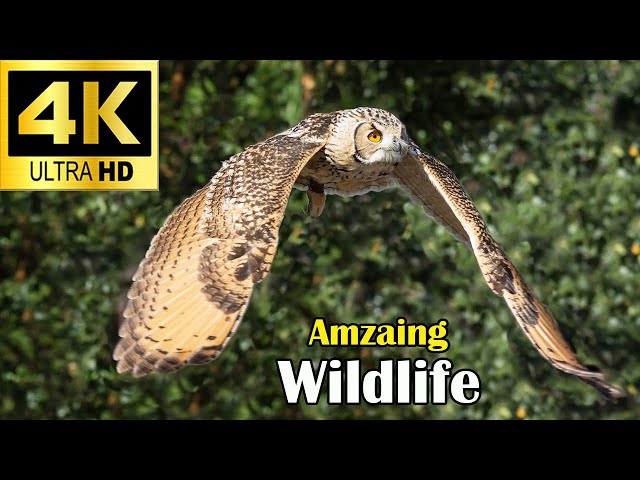 Beautiful Wildlife Birds and Animals in Their Natural Habitat | 4K Ultra HD