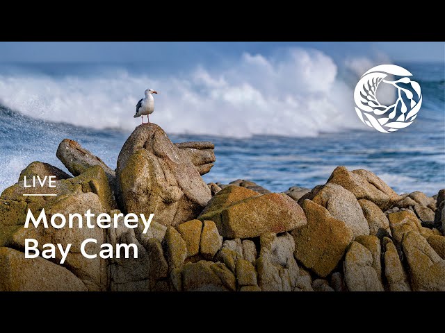 Live Monterey Bay Cam - Monterey Bay Aquarium