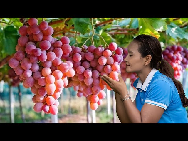 Harvest GRAPE and Passion Fruit Go To Market Sell - Gardening, Farming, Processing | Cá Thị Ly