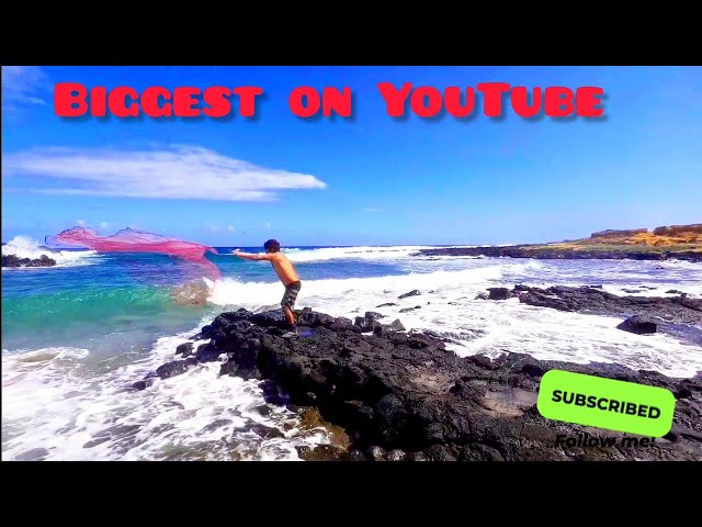 biggest API on YouTube/Hawaiian style throw net fishing/cooking king's fish