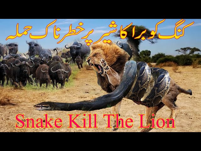 Dangrouse Snake Kill The Lion / King Cobra Hunting Lion