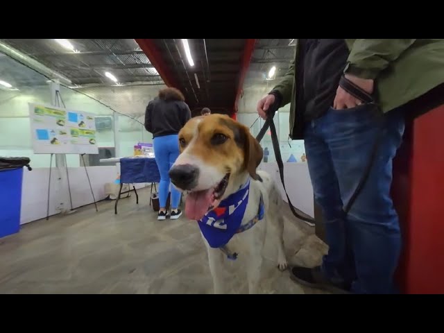 The Dogs of PAW at Michael & Son Sportsplex March 2023