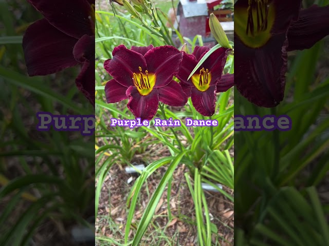 Today’s Day Lily- Purple Rain Dance #daylilies