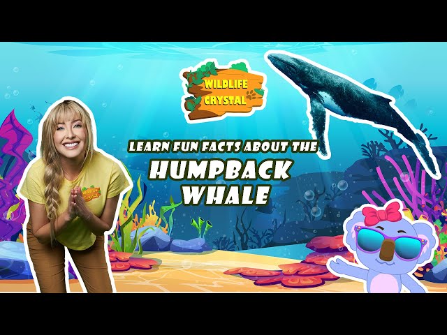 Humpback Whale Facts