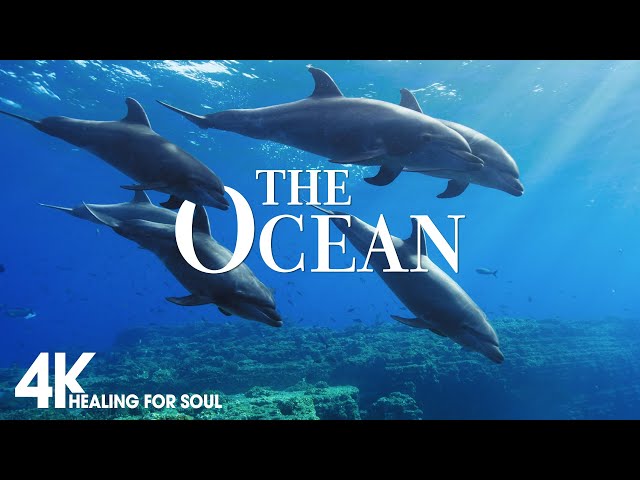 The Ocean 4K Scenic Relaxation Film - Beautiful Coral Reef Fish - Piano Music ( 4K Video Ultra HD)