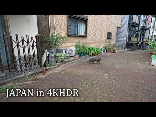 4K・ Walking in Tokyo Sasazuka・4K HDR